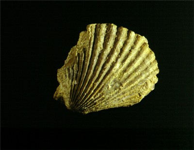 G 11: Oggetto/ Conchiglia fossilizzata